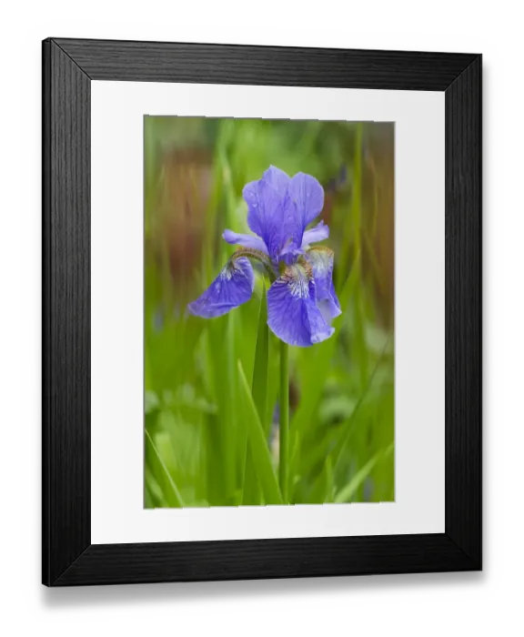 Framed Print : Blue Flag Iris (Iris versicolor) flowering, growing in garden, Herefordshire, England, May Framed Print : Blue Flag Iris (Iris versicolor) flowering, growing in garden, Herefordshire, England, May