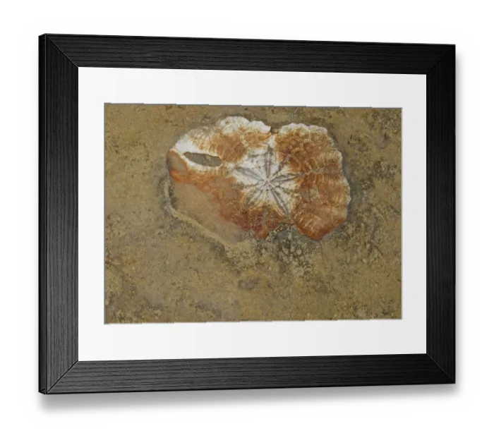 Framed Print : Marine invertebrate fossil, exposed in eroded coastal rock, Yehliu Geopark, Yehliu Promontory, Taiwan, April Framed Print : Marine invertebrate fossil, exposed in eroded coastal rock, Yehliu Geopark, Yehliu Promontory, Taiwan, April