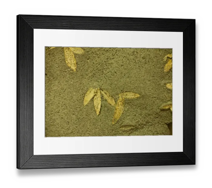 Framed Print : Fossilized olive leaves from 60, 000 BC, found on Santorini, Cyclades, Aegean Sea, Greece Framed Print : Fossilized olive leaves from 60, 000 BC, found on Santorini, Cyclades, Aegean Sea, Greece