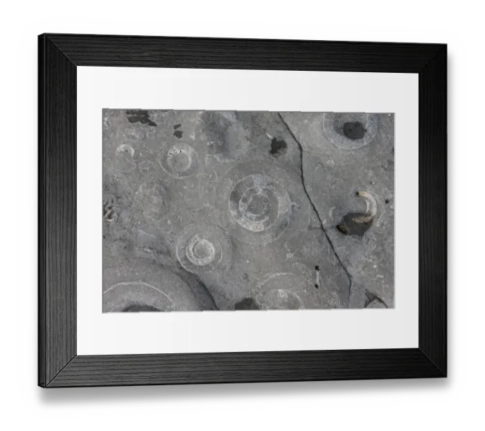 Framed Print : Ammonite (Coroniceras bucklandi) fossils exposed in rock pavement, Monmouth Beach, Lyme Regis, Dorset, England, May Framed Print : Ammonite (Coroniceras bucklandi) fossils exposed in rock pavement, Monmouth Beach, Lyme Regis, Dorset, England, May