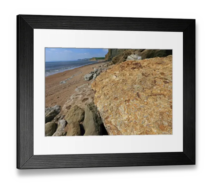 Framed Print : Belemnite rostrum fossils in rock at base of cliff on beach, Dorset, England, May Framed Print : Belemnite rostrum fossils in rock at base of cliff on beach, Dorset, England, May