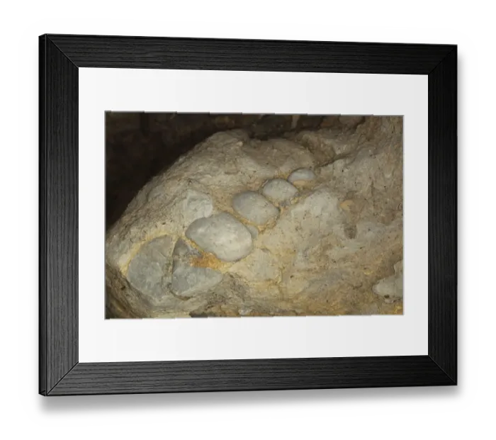Framed Print : Fossil Portland Screw turreted gastropod, Osmington Mills, Dorset, England, August Framed Print : Fossil Portland Screw turreted gastropod, Osmington Mills, Dorset, England, August