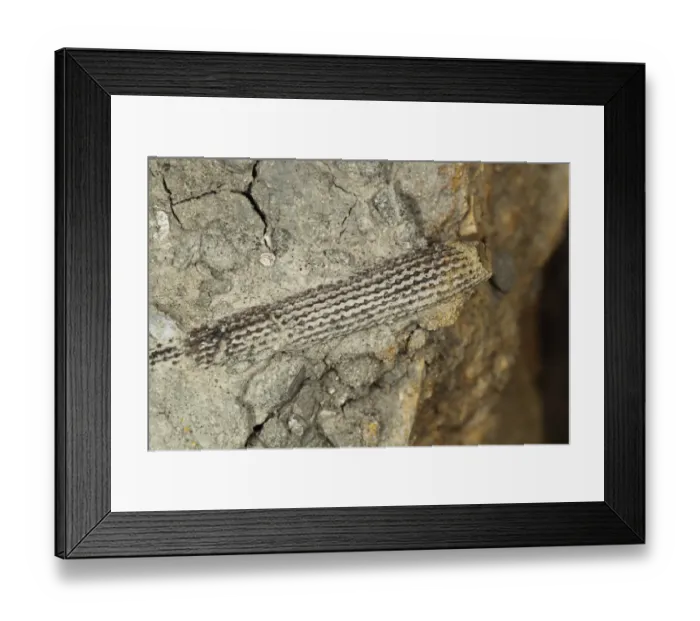 Framed Print : Fossil sea urchin spine, Osmington Mills, Dorset, England, August Framed Print : Fossil sea urchin spine, Osmington Mills, Dorset, England, August