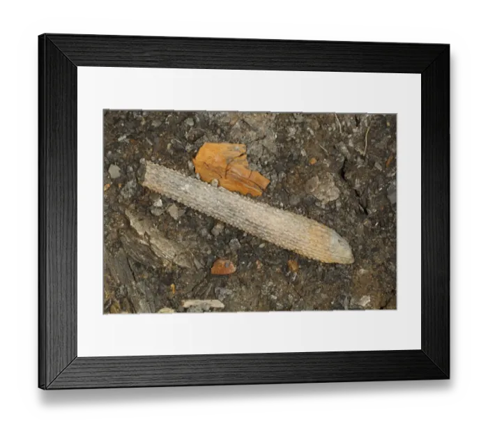 Framed Print : Fossil sea urchin spine, Osmington Mills, Dorset, England, August Framed Print : Fossil sea urchin spine, Osmington Mills, Dorset, England, August
