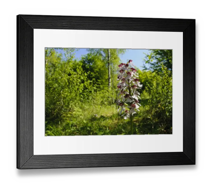 Framed Print : Lady Orchid (Orchis purpurea) flowerspike, growing in woodland habitat, Denge Wood, North Downs, Kent, England, May Framed Print : Lady Orchid (Orchis purpurea) flowerspike, growing in woodland habitat, Denge Wood, North Downs, Kent, England, May