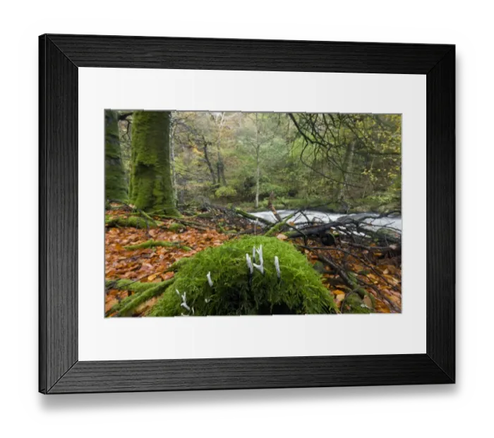 Framed Print : Candle-snuff Fungus (Xylaria hypoxylon) fruiting bodies, growing on moss covered log in woodland habitat near river Framed Print : Candle-snuff Fungus (Xylaria hypoxylon) fruiting bodies, growing on moss covered log in woodland habitat near river