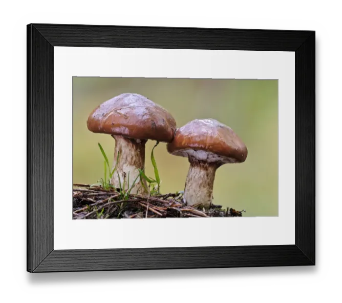 Framed Print : Slippery Jack (Suillus luteus) two fruiting bodies, Clumber Park, Nottinghamshire, England, October