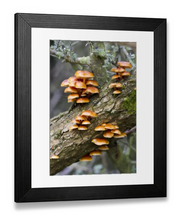 Framed Print : Velvet Shank Fungus (Flammulina velutipes) fruiting bodies, growing on Common Gorse (Ulex europaeus) trunk Framed Print : Velvet Shank Fungus (Flammulina velutipes) fruiting bodies, growing on Common Gorse (Ulex europaeus) trunk