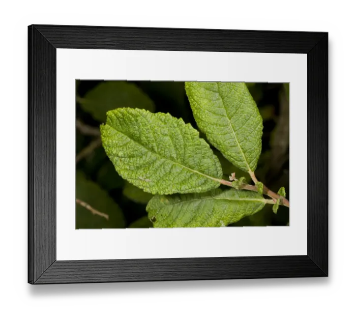 Framed Print : Eared Willow (Salix aurita) close-up of wrinkled leaves and persistent stipules, Devon, England, September Framed Print : Eared Willow (Salix aurita) close-up of wrinkled leaves and persistent stipules, Devon, England, September