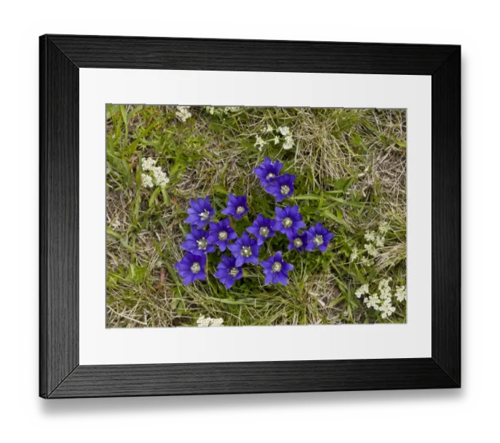 Framed Print : Pyrenean Gentian (Gentiana pyrenaica) flowering (at 2700m), Ovit Pass, Pontic Mountains, Anatolia, Turkey, July Framed Print : Pyrenean Gentian (Gentiana pyrenaica) flowering (at 2700m), Ovit Pass, Pontic Mountains, Anatolia, Turkey, July