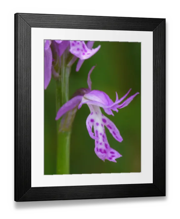 Framed Print : Toothed Orchid (Orchis tridentata) close-up of flower, Dolomites, Italian Alps, Italy, June Framed Print : Toothed Orchid (Orchis tridentata) close-up of flower, Dolomites, Italian Alps, Italy, June