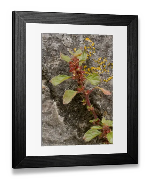 Framed Print : Pellitory-of-the-wall (Parietaria judaica) flowering, growing on wall, Berry Head N. N. R. Torbay, Devon, England, July