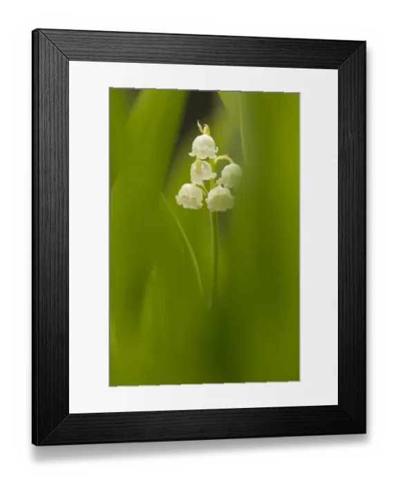 Framed Print : Lily-of-the-valley (Convallaria majalis) flowering, amongst green leaves, Derbyshire, England, June Framed Print : Lily-of-the-valley (Convallaria majalis) flowering, amongst green leaves, Derbyshire, England, June
