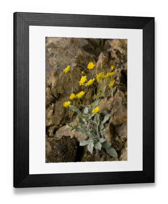 Framed Print : Lawsons Hawkweed (Hieracium lawsonii) flowering, growing amongst rocks, Spanish Pyrenees, Spain, June Framed Print : Lawsons Hawkweed (Hieracium lawsonii) flowering, growing amongst rocks, Spanish Pyrenees, Spain, June