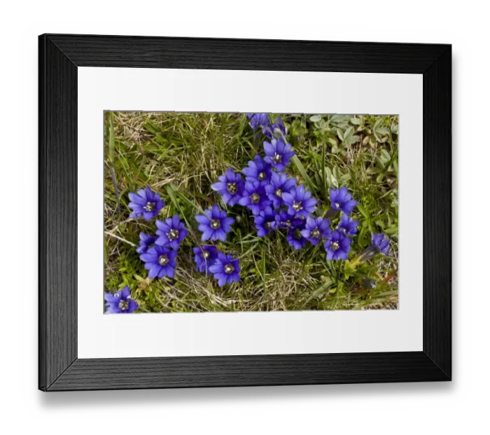 Framed Print : Pyrenean Gentian (Gentiana pyrenaica) flowering (at 2700m), Ovit Pass, Pontic Mountains, Anatolia, Turkey, July Framed Print : Pyrenean Gentian (Gentiana pyrenaica) flowering (at 2700m), Ovit Pass, Pontic Mountains, Anatolia, Turkey, July