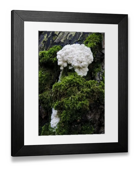 Framed Print : False Puffball (Enteridium lycoperdon) plasmodial phase, growing on dead standing wood at riverbank, River Ribble Framed Print : False Puffball (Enteridium lycoperdon) plasmodial phase, growing on dead standing wood at riverbank, River Ribble