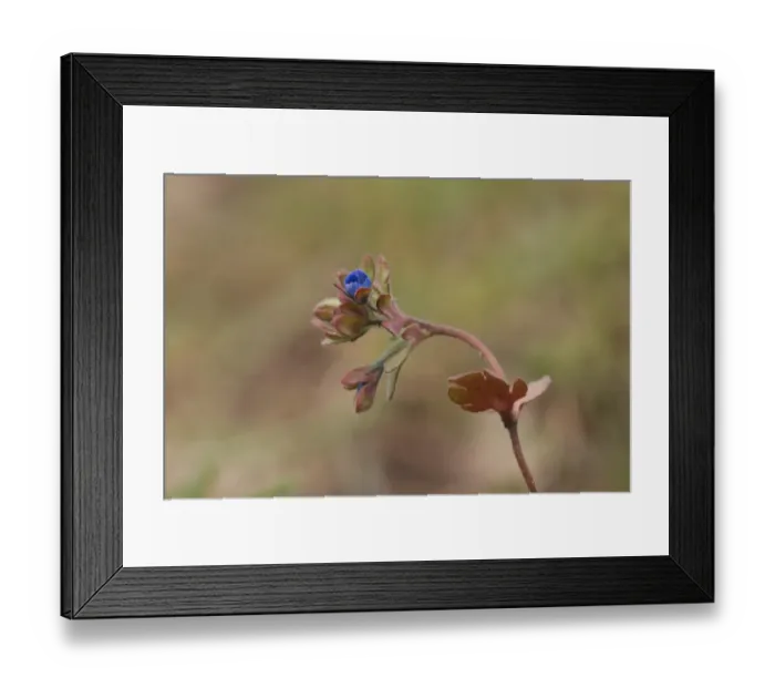 Framed Print : Fingered Speedwell (Veronica triphyllos) flowering, Thetford, Norfolk, England, March Framed Print : Fingered Speedwell (Veronica triphyllos) flowering, Thetford, Norfolk, England, March