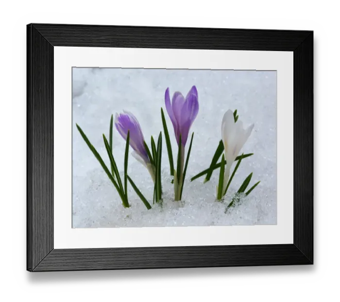 Framed Print : Spring Crocus (Crocus vernus) flowering, emerging through snow on mountain, Dolomites, Italian Alps, Italy, June Framed Print : Spring Crocus (Crocus vernus) flowering, emerging through snow on mountain, Dolomites, Italian Alps, Italy, June