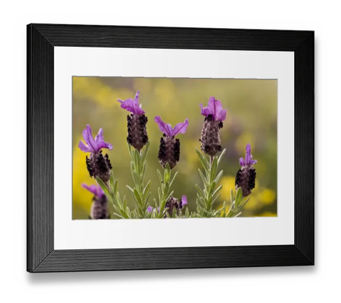 Framed Print : French Lavender (Lavandula stoechas) flowering, growing in garrigue, Chios, Greece, April Framed Print : French Lavender (Lavandula stoechas) flowering, growing in garrigue, Chios, Greece, April