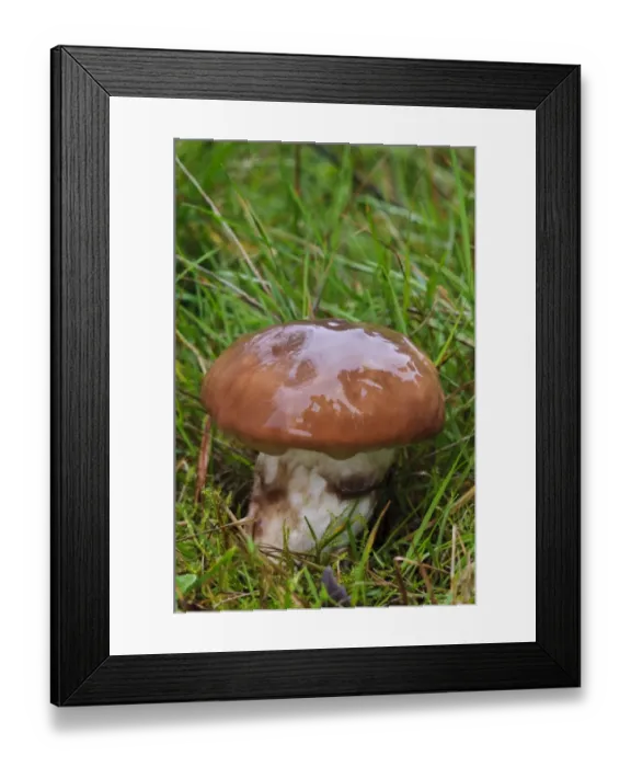Framed Print : Slippery Jack (Suillus luteus) wet fruiting body, growing in grassland, Clumber Park, Nottinghamshire, England, October Framed Print : Slippery Jack (Suillus luteus) wet fruiting body, growing in grassland, Clumber Park, Nottinghamshire, England, October