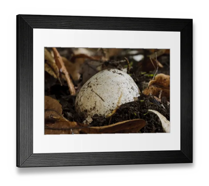 Framed Print : Common Stinkhorn (Phallus impudicus) immature fruiting body egg, pushing through leaf mould, Clumber Park