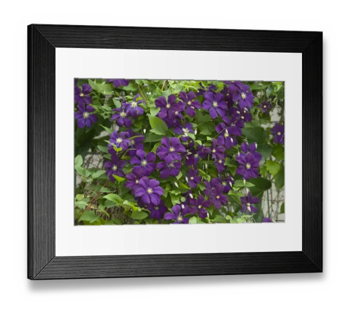 Framed Print : Cultivated Clematis (Clematis sp. ) Warsaw Nike, flowering in garden, Ottawa, Ontario, Canada, July Framed Print : Cultivated Clematis (Clematis sp. ) Warsaw Nike, flowering in garden, Ottawa, Ontario, Canada, July