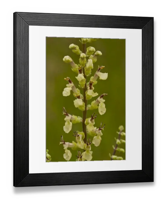 Framed Print : Wood Sage (Teucrium scorodonia) close-up of flowers, Dorset, England, July Framed Print : Wood Sage (Teucrium scorodonia) close-up of flowers, Dorset, England, July