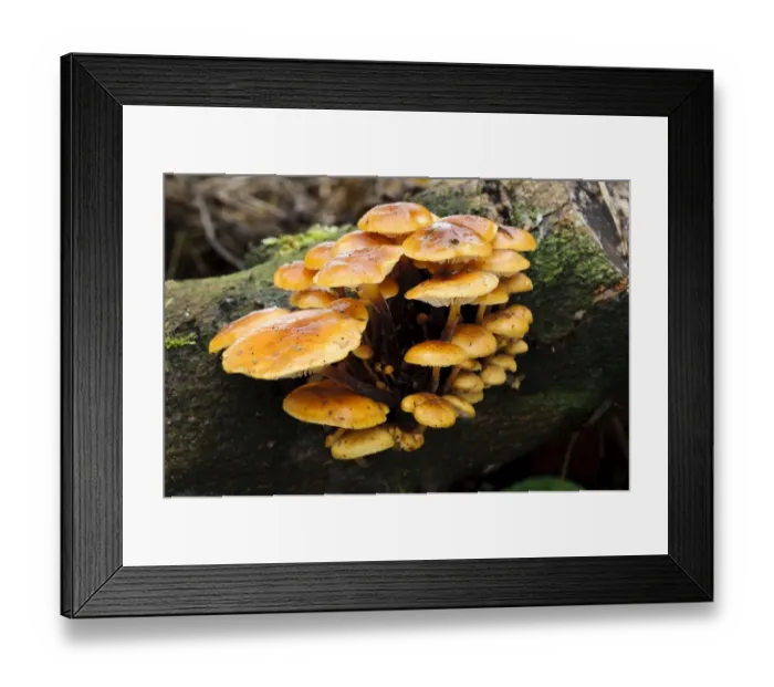 Framed Print : Velvet Shank Fungus (Flammulina velutipes) fruiting bodies, cluster growing on dead wood, Clumber Park