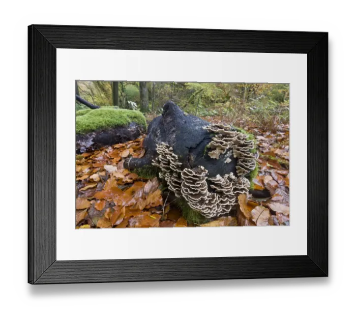Framed Print : Banded Polypore (Trametes versicolor) fruiting bodies, mass growing on decaying log in beech woodland habitat Framed Print : Banded Polypore (Trametes versicolor) fruiting bodies, mass growing on decaying log in beech woodland habitat