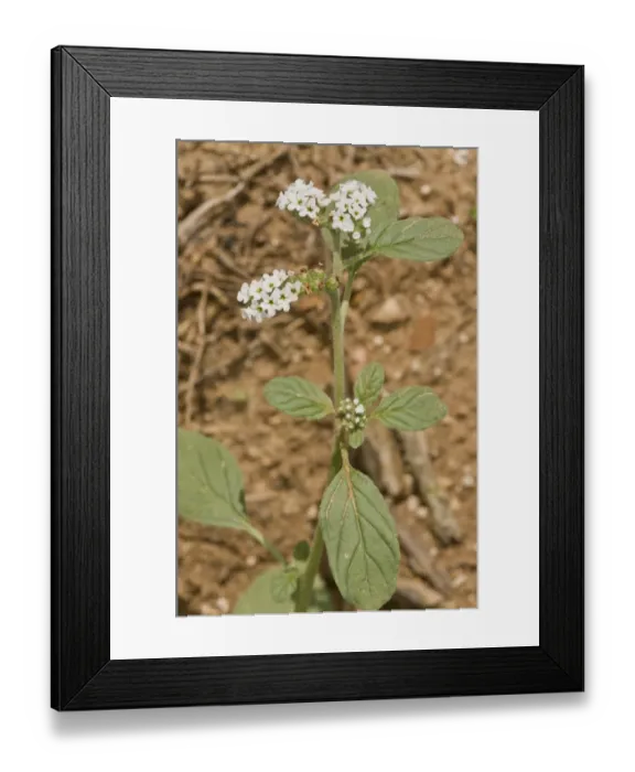 Framed Print : European Heliotrope (Heliotropium europaeum) flowering, growing in arable field, France, August Framed Print : European Heliotrope (Heliotropium europaeum) flowering, growing in arable field, France, August