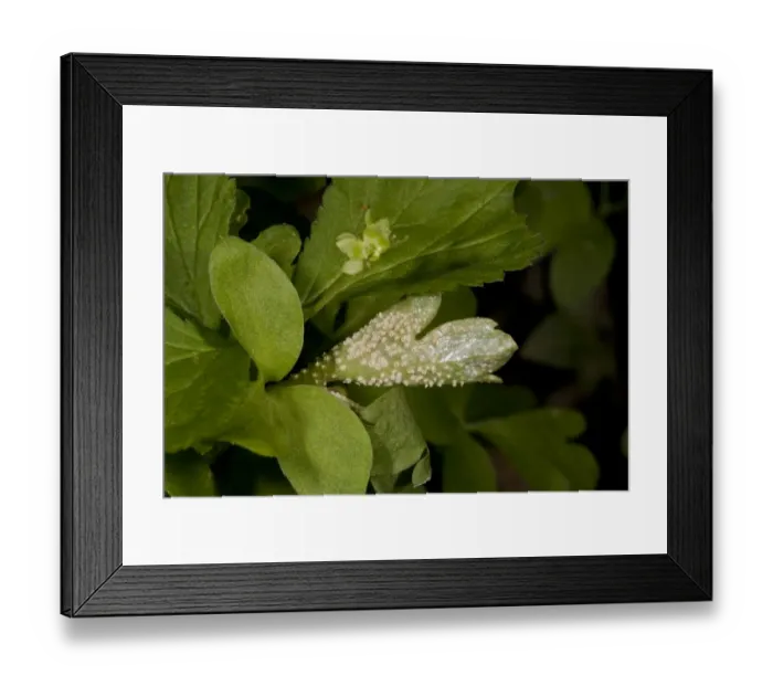 Framed Print : Moschatel Rust (Puccinia albescens) growing on Moschatel (Adoxa moschatellina) leaf in woodland, Dorset, England, May Framed Print : Moschatel Rust (Puccinia albescens) growing on Moschatel (Adoxa moschatellina) leaf in woodland, Dorset, England, May