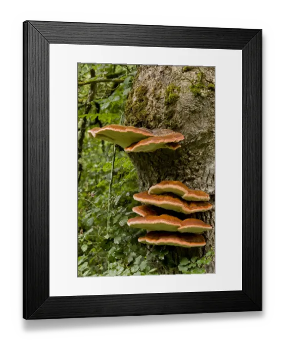 Framed Print : Southern Bracket (Ganoderma adspersum) fruiting bodies, growing on ash tree trunk, France, August Framed Print : Southern Bracket (Ganoderma adspersum) fruiting bodies, growing on ash tree trunk, France, August