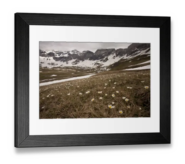 Framed Print : Pyrenean Buttercup (Ranunculus pyrenaeus) flowering mass, growing in mountain habitat, Cirque de Troumouse Framed Print : Pyrenean Buttercup (Ranunculus pyrenaeus) flowering mass, growing in mountain habitat, Cirque de Troumouse