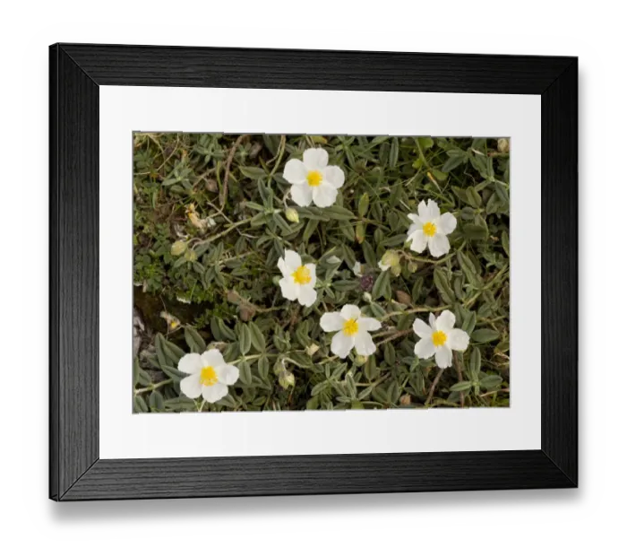Framed Print : White Rock-rose (Helianthemum apenninum) flowering, Berry Head N. N. R. Torbay, Devon, England, July Framed Print : White Rock-rose (Helianthemum apenninum) flowering, Berry Head N. N. R. Torbay, Devon, England, July