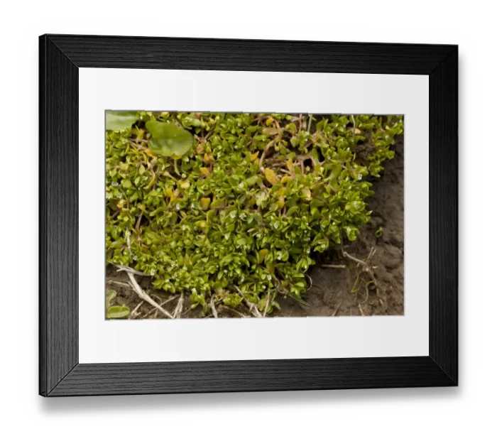 Framed Print : Blinks (Montia fontana) flowering, The Burren, County Clare, Ireland, May