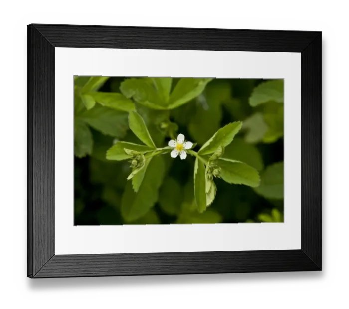 Framed Print : Cinquefoil (Potentilla elatior) flowering (at 2000m), Ovit Pass, Pontic Mountains, Anatolia, Turkey, July Framed Print : Cinquefoil (Potentilla elatior) flowering (at 2000m), Ovit Pass, Pontic Mountains, Anatolia, Turkey, July