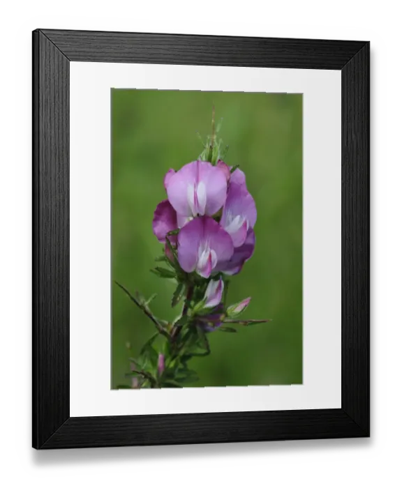 Framed Print : Spiny Restharrow (Ononis spinosa) close-up of flowers, Hadleigh Country Park, Essex, England, July Framed Print : Spiny Restharrow (Ononis spinosa) close-up of flowers, Hadleigh Country Park, Essex, England, July