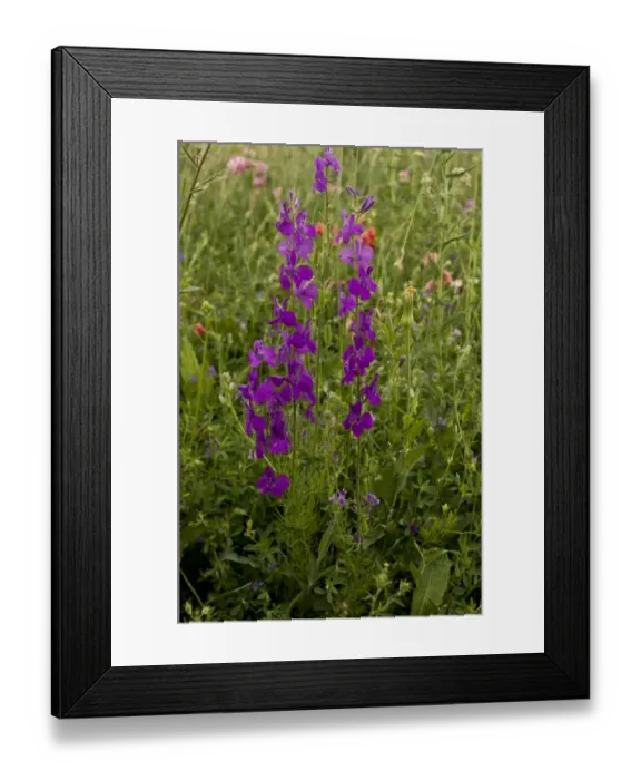 Framed Print : Purple Larkspur (Consolida orientalis) flowering, growing in cornfield, Anatolia, Turkey, July
