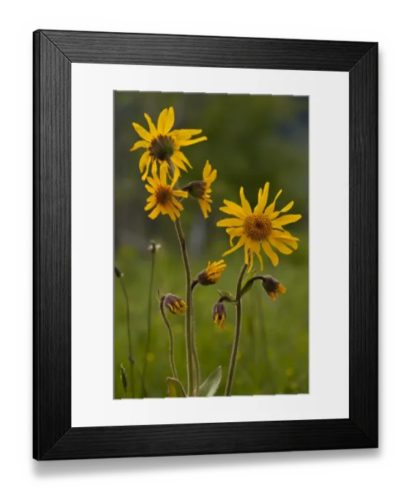 Framed Print : Arnica (Arnica montana) flowering, Romania, June Framed Print : Arnica (Arnica montana) flowering, Romania, June