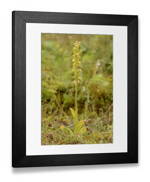 Framed Print : Man Orchid (Orchis anthropophora) flowerspike, Kent, England, June Framed Print : Man Orchid (Orchis anthropophora) flowerspike, Kent, England, June
