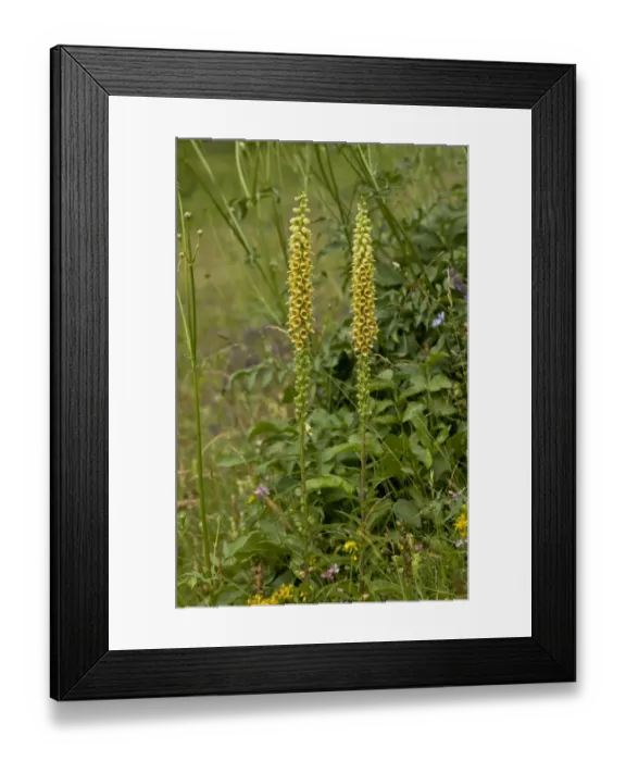 Framed Print : Rusty Foxglove (Digitalis ferruginea) flowering, Anatolia, Turkey, July Framed Print : Rusty Foxglove (Digitalis ferruginea) flowering, Anatolia, Turkey, July