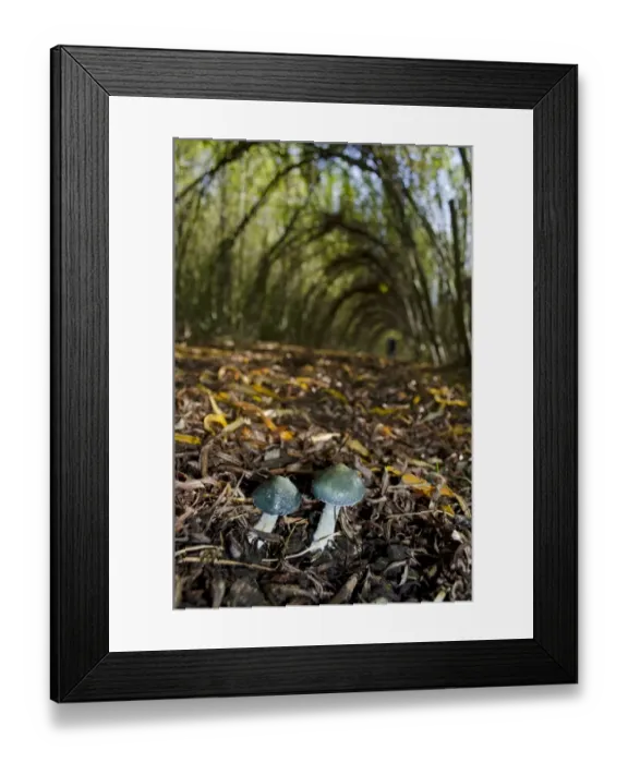 Framed Print : Parrot Waxcap (Hygrocybe psittacina) two fruiting bodies, growing amongst leaf litter, Idle Valley, Nottinghamshire Framed Print : Parrot Waxcap (Hygrocybe psittacina) two fruiting bodies, growing amongst leaf litter, Idle Valley, Nottinghamshire
