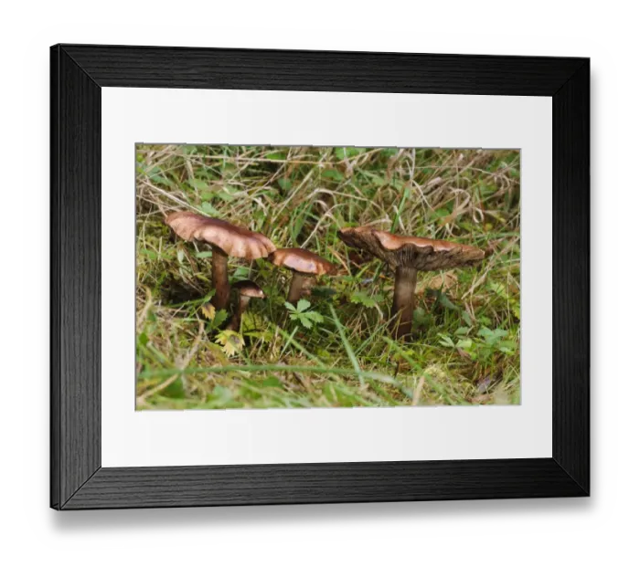 Framed Print : Birch Knight (Tricholoma fulvum) fruiting bodies, small troop growing in grassland, Clumber Park, Nottinghamshire Framed Print : Birch Knight (Tricholoma fulvum) fruiting bodies, small troop growing in grassland, Clumber Park, Nottinghamshire