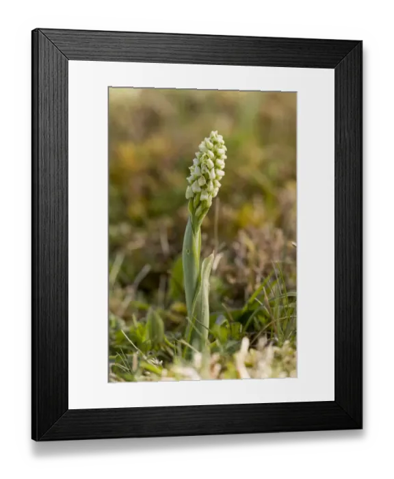 Framed Print : Dense-flowered Orchid (Neotinea maculata) flowering, The Burren, County Clare, Ireland, May
