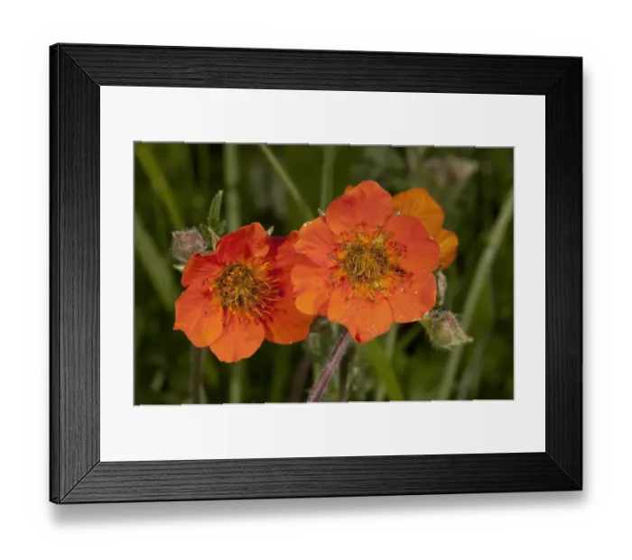 Framed Print : Scarlet Avens (Geum coccineum) close-up of flowers, Bulgaria, May Framed Print : Scarlet Avens (Geum coccineum) close-up of flowers, Bulgaria, May