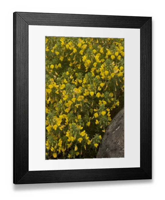 Framed Print : Large Yellow Restharrow (Ononis natrix) flowering, Sardinia, Italy, April Framed Print : Large Yellow Restharrow (Ononis natrix) flowering, Sardinia, Italy, April
