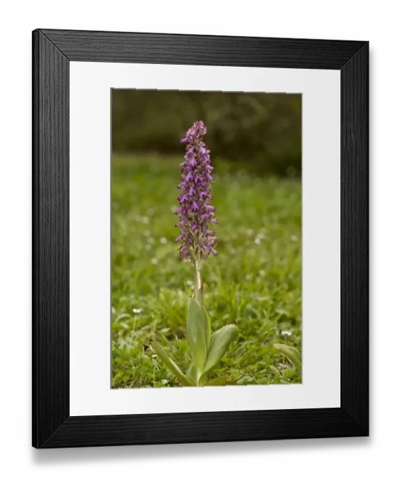 Framed Print : Giant Orchid (Himantoglossum robertianum) flowering, Sardinia, Italy, April Framed Print : Giant Orchid (Himantoglossum robertianum) flowering, Sardinia, Italy, April