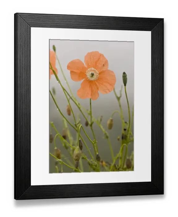 Framed Print : Orange Poppy (Papaver fugax) flowering, Cam Pass (Cam Gecidi), Anatolia, Turkey, July Framed Print : Orange Poppy (Papaver fugax) flowering, Cam Pass (Cam Gecidi), Anatolia, Turkey, July