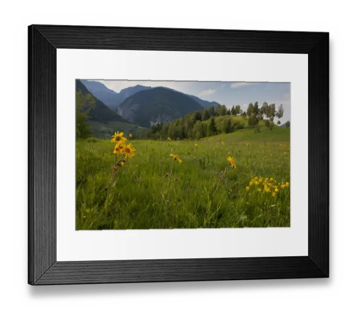 Framed Print : Arnica (Arnica montana) flowering, growing in mountain pasture habitat, Romania, June