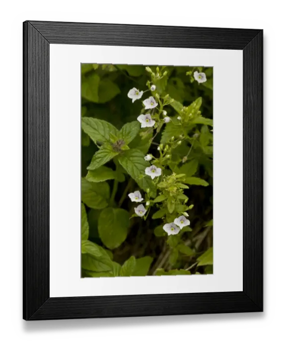 Framed Print : Speedwell (Veronica bozakmanii) flowering, growing in damp ground beside stream (at 2000m), Pontic Mountains, Anatolia Framed Print : Speedwell (Veronica bozakmanii) flowering, growing in damp ground beside stream (at 2000m), Pontic Mountains, Anatolia